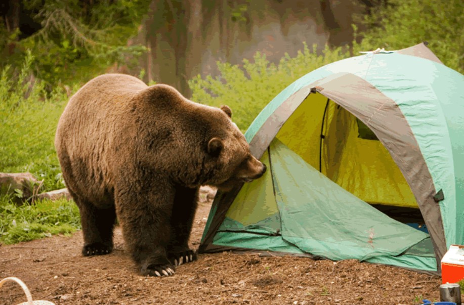 Tips for Staying Safe from Wildlife While Camping